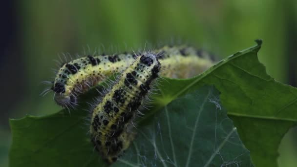 Large White Butterfly Caterpillars Pieris Brassicae Feeding Nasturtium Summer — Video