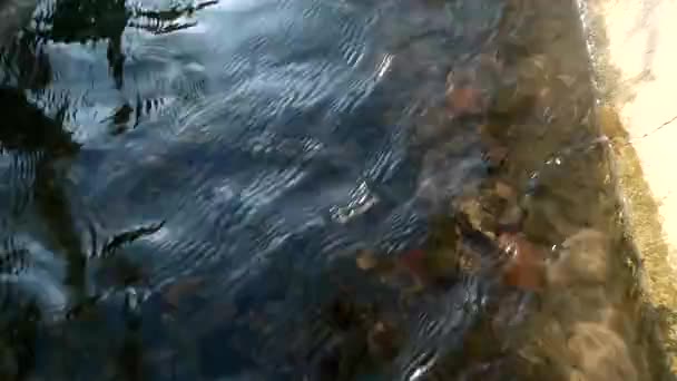 Clear Water Flow Top View Showing Rocks Bottom — 图库视频影像