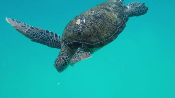 Sea Turtle Redang Island Malaysia Eating Squid — Stockvideo