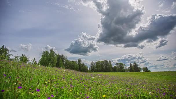 Tranquil Wild Flower Meadow Timelapse Blue Sky White Clouds Time — Video Stock