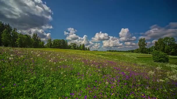 Billowing Cloudscape Countryside Meadow Wildflowers Wide Angle Time Lapse — 비디오