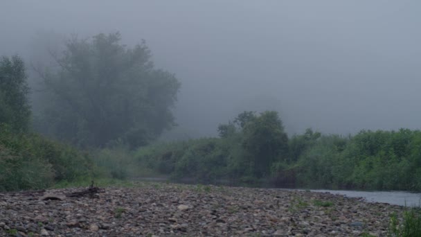 Foggy Morning Stream Bend — Video
