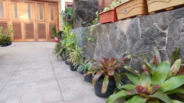 Various Decorative Green Houseplant Panning View Front House — Αρχείο Βίντεο