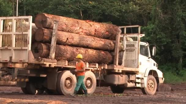 Loggers Trucking Away Load Logs Amazon Rainforest — 图库视频影像