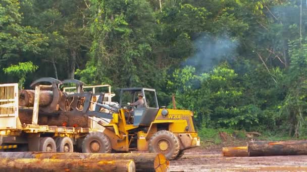 Stacking Logs Truck Tractor Loader Logging Deforestation Amazon Rainforest — Stockvideo