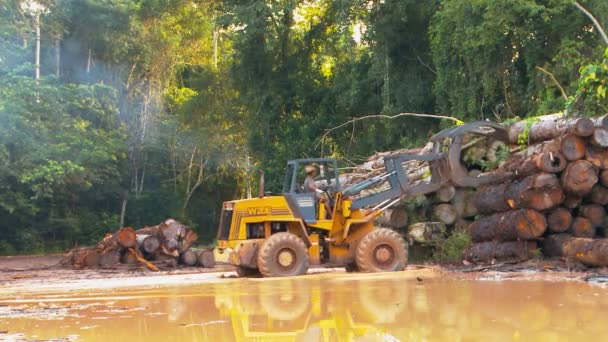 Taking Logs Harvested Amazon Rainforest Stack Tractor Loader — Wideo stockowe