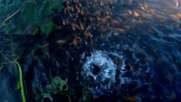 Baby Fishes Swim Water Fountain Drainage Natural Outdoor Pond — Video Stock