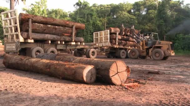 Stacking Logs Tractor Loader Truck Deforestation Amazon Rainforest — ストック動画