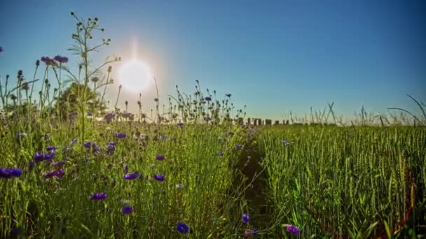 Bright Sun Field Purple Wildflowers Low Angle Time Lapse — ストック動画