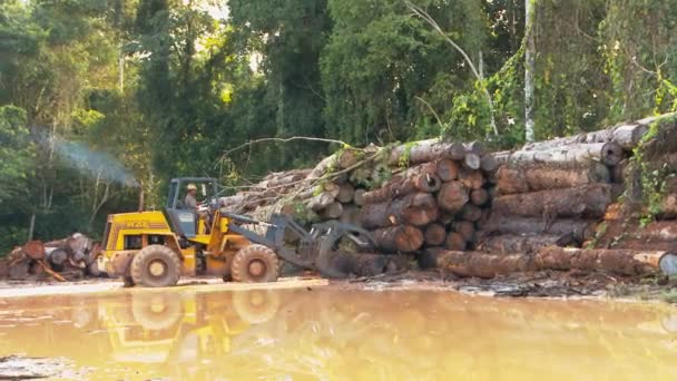 Amazon Rainforest Deforestation Tractor Loader Pulling Logs Stack — 图库视频影像