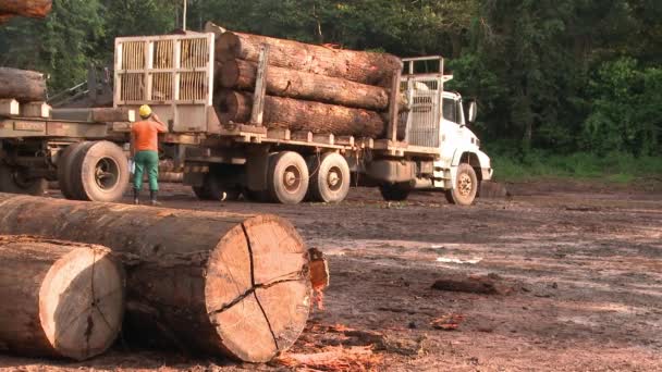 Tractor Loader Stacking Logs Truck Transport — Vídeos de Stock