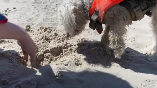 Family Friend Bichon Frise Dog Playing Beach Sand Owner — Vídeo de stock