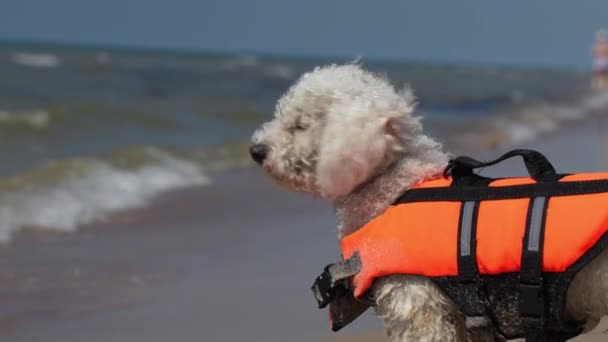 Brave Small Dog Looking Sea Wearing Safety Vest Beach — ストック動画