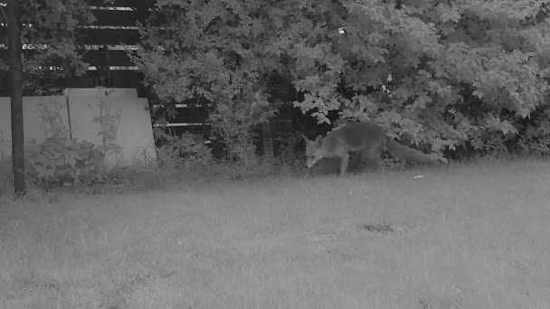 Fox Leaving Its Scent Urban Garden — Vídeos de Stock