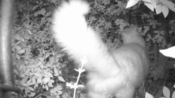 Night Vision Shot Fluffy Cat Smelling Leaving Its Scent Brushes — Wideo stockowe
