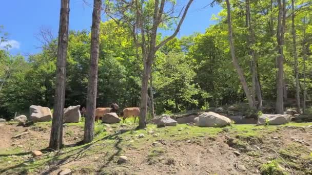 Group Deers Zoo Safari Park Bluesky Day — Stock Video