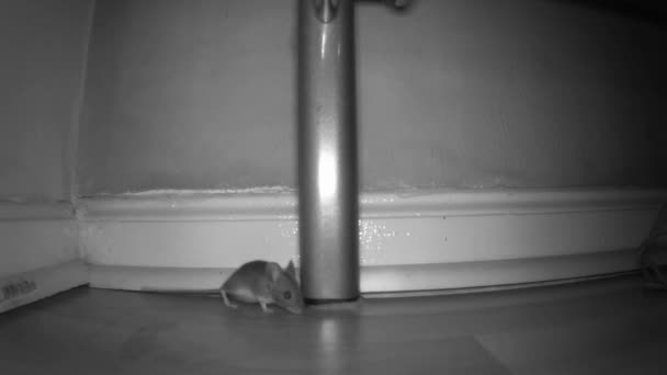 Small Field Mouse Smelling Its Surroundings — Vídeo de Stock