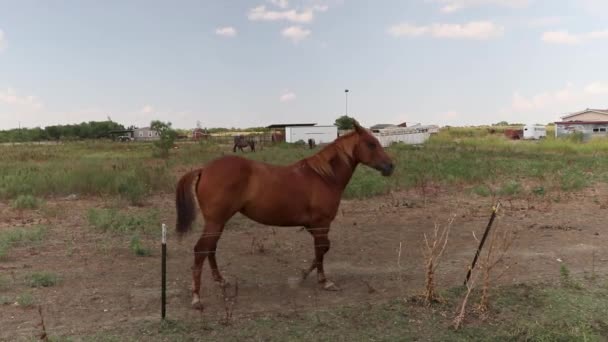 Άλογο Τρώει Κατά Μήκος Ενός Επαρχιακού Δρόμου Και Παρατηρεί Θεατή — Αρχείο Βίντεο