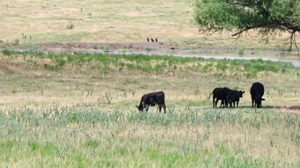 Ranch Land Cattle Grazing Heat Texas Summer — Vídeo de Stock