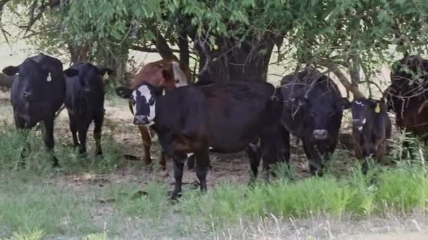 Cattle Hiding Hot Texas Sun Shade Large Tree Ranch Hot — Vídeos de Stock