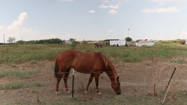 Horse Local Texas Farm Eating Road — Vídeos de Stock