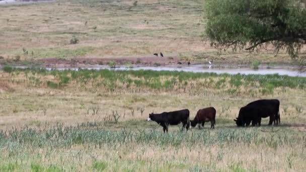 Cattle Feeding Ranch Land North Texas Hot Summer Day Watering — Stockvideo