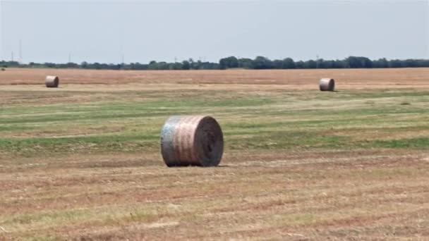 Hay Bales American Flag Wrappings Waiting Delivered Local Texas Cattle — Stockvideo