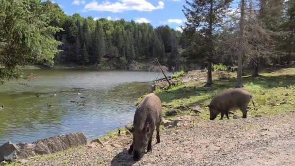 View Wild Boars Canadian Goose Feeding River Wildlife Sanctuary — ストック動画