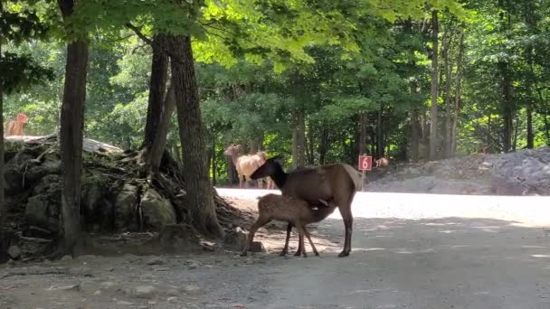 Young Deer Sucks Milk His Mother — Stockvideo