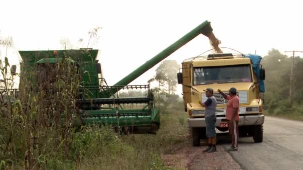 Unloading Soybeans Combine Harvester Truck Transporting — Stock video