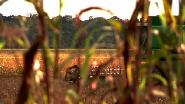 Looking Cornstalks Combine Harvester Gathers Soybeans — Stockvideo