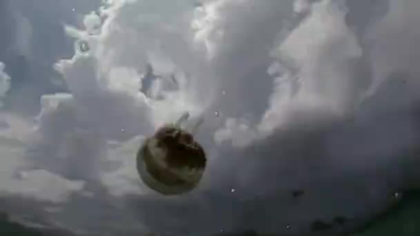 Jellyfish Floating Sea Surface Reflections Sunny Sky Clouds Close — Stock Video