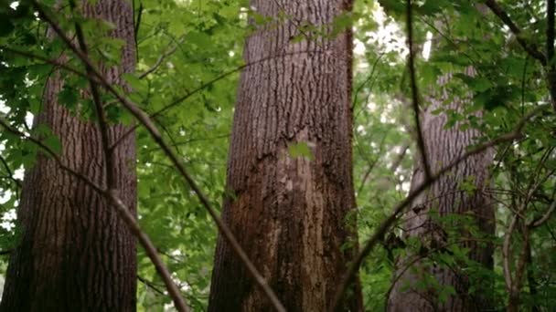 Wysokie Zielone Drzewa Gęstym Lesie Deszczowy Dzień — Wideo stockowe