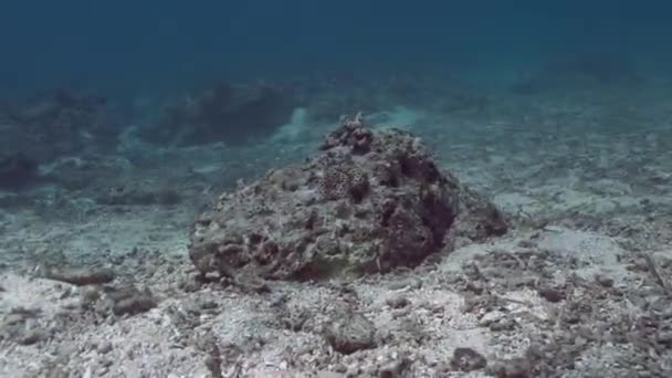 Coral Reef Philippine Island Recovering Vast Typhoon Damage Underwater — Vídeo de stock