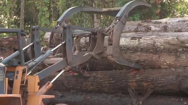 Stacking Logs Harvested Amazon Rainforest Tractor Loader — Stockvideo