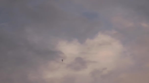 Silhouette Common Swift Bird Flying Cloudy Sky — Vídeo de Stock