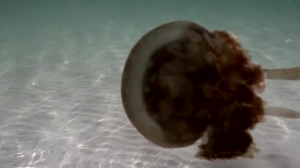 Sea Jelly Floating Sandy Sea Bottom Underwater Slow Motion — Vídeos de Stock