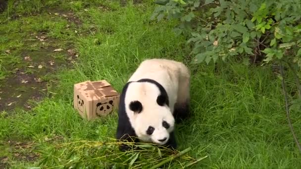 Panda Curioso Buscando Más Bambú — Vídeo de stock