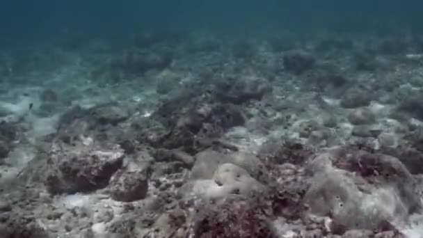 View Undersea Damaged Coral Reef Due Extreme Typhoon Rai Hit — Wideo stockowe