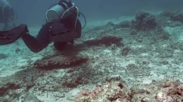 Scuba Divers Exploring Marine Life Sea Underwater — Vídeo de Stock