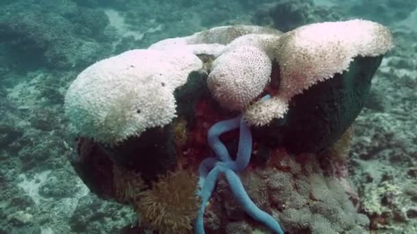 Beautiful Boulder Coral Onthe Reef Sea Close Underwater — Stock video