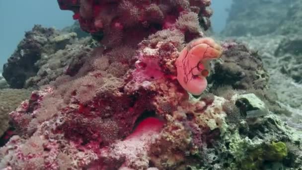 Close View Beautiful Soft Coral Sea Underwater Tilt — Stockvideo