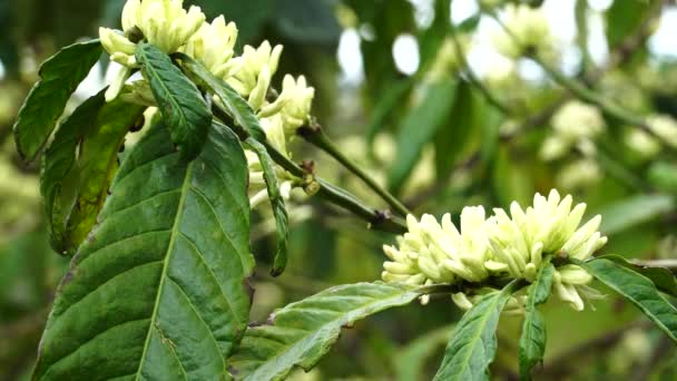 Flowering Branches Coffea Tree Plantation Close — Vídeos de Stock