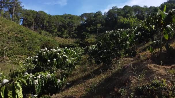 Low Aerial Flying Backwards Coffee Trees Bloom — Stockvideo