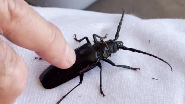 人类的手指抚摸着坐在白布上的一只大的黑色甲虫 — 图库视频影像