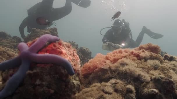 Scuba Diver Volunteers Cleaning Ocean Close Starfish Coral Foreground Underwater — Stock Video