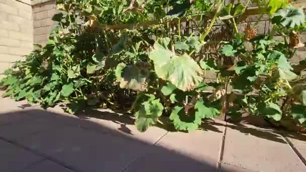 Squash Growing House Backyard Summer Season — 비디오