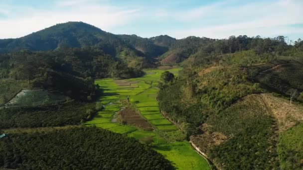 Rice Fields Valley Mountain Landscape Nang Vietnam Aerial — ストック動画