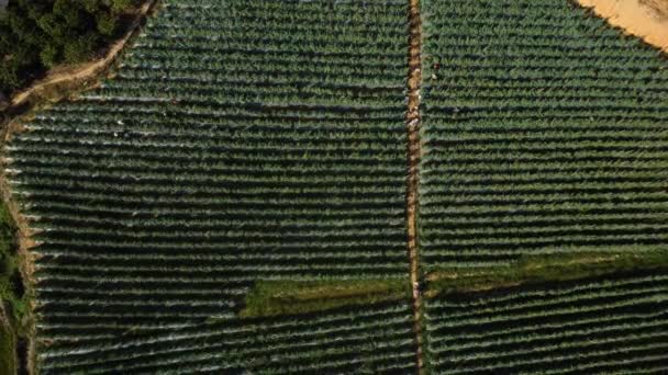 Vista Aérea Plantação Café Com Fileiras Árvores Café Antena — Vídeo de Stock