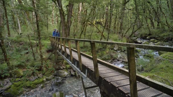 ハイカーは緑豊かな森林川を渡って橋を渡り フィールドランド ケプラートラックニュージーランド — ストック動画